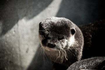 可愛いカワウソ