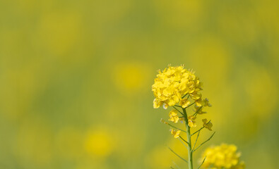 満開の菜の花畑