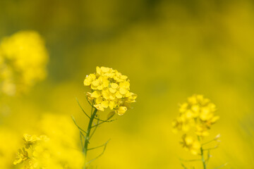 満開の菜の花畑