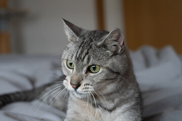 見つめる可愛い猫　サバトラ猫	