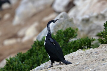 black-faced cormorant