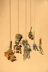 Different types of dried herbs in bundles. Wormwood, tansy, chamomile. Drying herbs. High quality photo