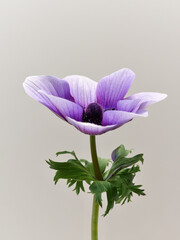 紫色のアネモネ