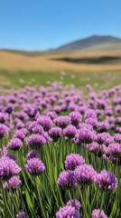 Obraz premium Vibrant purple wildflowers bloom in a vast green landscape under a clear blue sky