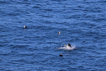 black-faced cormorant