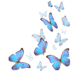Blue butterflies flying on a white background