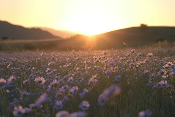 Beautiful sunset over a field of wildflowers in a serene rural landscape