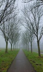 road in the forest with bare tree