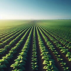 Green Crops in Perfect Rows Under a Bright Sky
