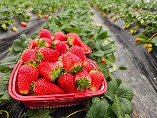 Close-up of fresh strawberries, strawberry greenhouse, agricultural concept