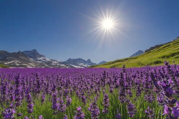Lavender field under bright sun with mountains in the background during clear day