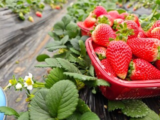 Close-up of fresh strawberries, strawberry greenhouse, agricultural concept