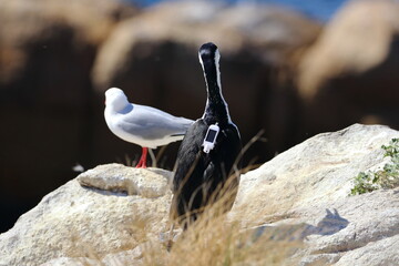 black-faced cormorant