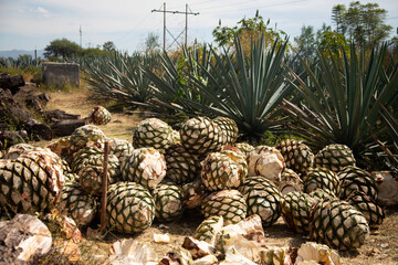 Maguey pineapples at an artisanal Mezcal palenque production factory in Oaxaca, Mexico.
