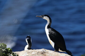 black-faced cormorant