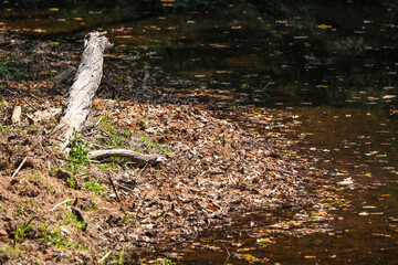 View of a log by a canal in Khao Yai National Park, Thailand