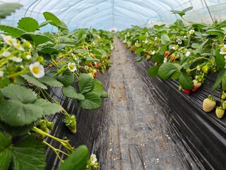 Close-up of fresh strawberries, strawberry greenhouse, agricultural concept