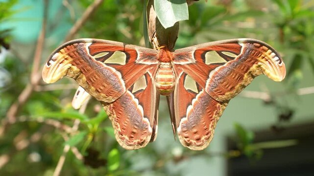 Atlas Moth with Vibrant Colors and Unique Wing Shapes in Natural Habitat