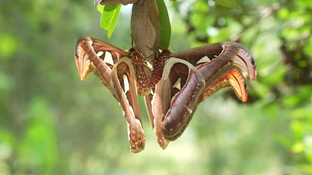 Atlas Moth with Vibrant Colors and Unique Wing Shapes in Natural Habitat