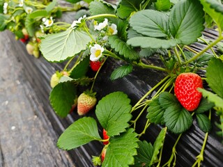 Close-up of fresh strawberries, strawberry greenhouse, agricultural concept