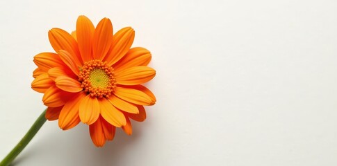 Large orange gerbera flowers isolated on a clean white surface, blooming, colorful