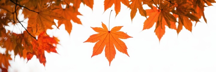A banner with an image of orange maple leaves floating gracefully in the air. White background with space for text.