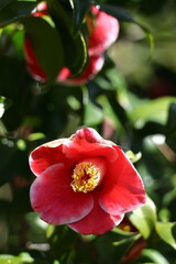 厳冬に凛と咲く