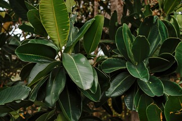 Obraz premium The leaves of the plant are green and shiny