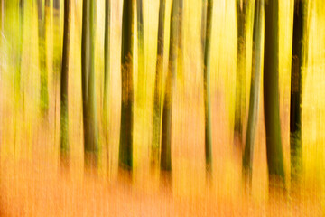 Rudeskov forest in denmark