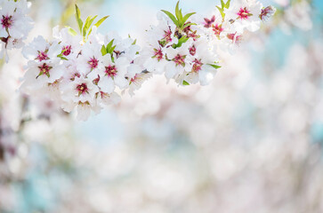 a lushly blooming branch with white almond flowers. artistic sunny light photo.
