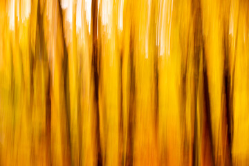 Rudeskov forest in denmark