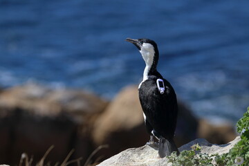 black-faced cormorant