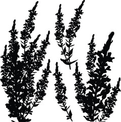 wild flower branches silhouettes isolated on white