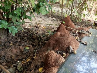 Termite mound a symbol of patience, perseverance and perfect design, nature tiny architecture. 