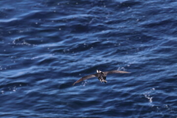 Obraz premium black-faced cormorant