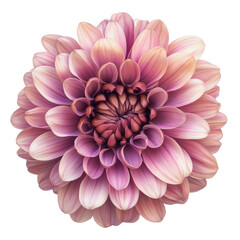 Fototapeta premium Blooming pink flower png with transparent background nature environment