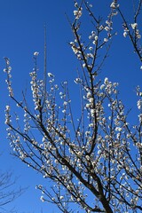 Japanese apricot (Prunus mume) blossoms. Japanese apricot (Ume) is a flowering tree that is loved not only for its flowers but also for making umeboshi (pickled plums) and umeshu (plum wine).
