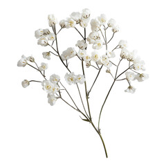 Delicate white flower bloom on transparent background floral png for design