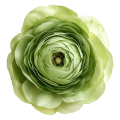 Obraz premium Blooming green floweret png with transparent background nature floral concept