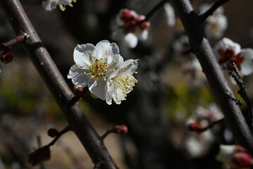 Japanese apricot (Prunus mume) blossoms. Japanese apricot (Ume) is a flowering tree that is loved not only for its flowers but also for making umeboshi (pickled plums) and umeshu (plum wine).