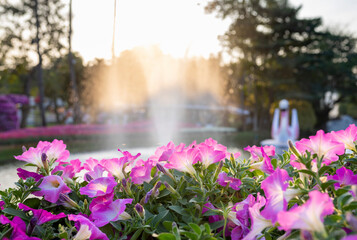 Chiang Mai Flower Festival 2025, Buak Hard public Park, Chiang Mai,Thailand.