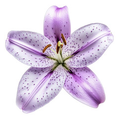 Fototapeta premium Blooming lilies png with transparent background floral design nature isolated beauty