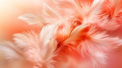 Soft feathers background with peach and pink hues for elegant designs