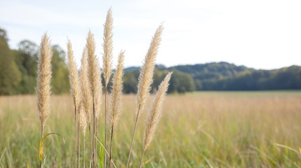 Obraz premium Pampas grass field, autumn landscape, nature background