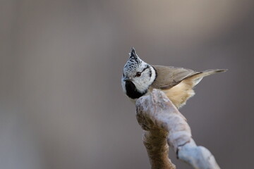 Lophophanes cristatus aka Crested tit perched on dry tree. Lovely small bird with topknot and red eyes. Clear blurred background.