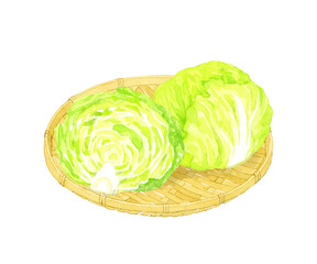 竹ざる乗ったレタス　フレッシュな野菜の手描き水彩イラスト素材