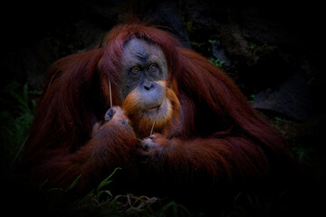 Obraz premium Portret of the bornean orangutan (Pongo Pygmaeus)