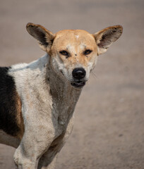 Native Indian Pariah Dog standing on a dirt path, displaying its strong build and natural...