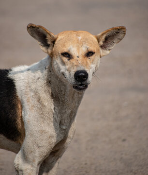 Native Indian Pariah Dog standing on a dirt path, displaying its strong build and natural adaptability.