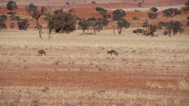 Bat eared foxes walking in the Namib desert in Namibia, Africa.